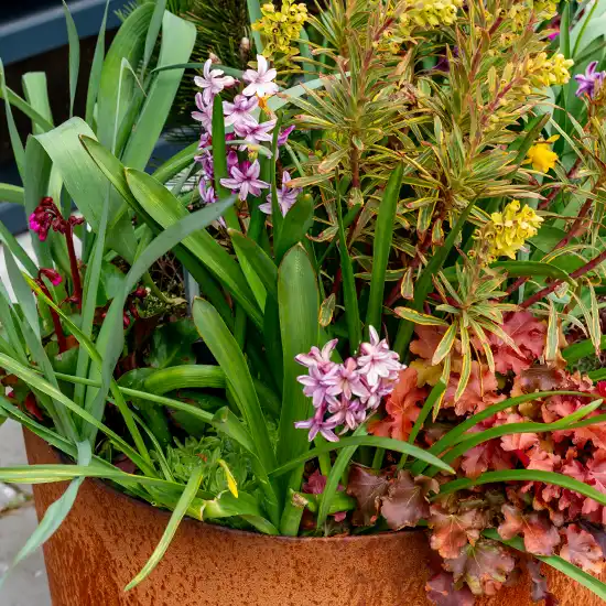 Blomster i udekrukker,