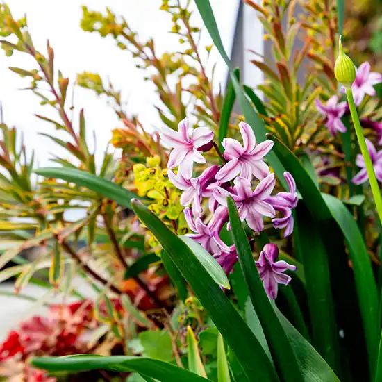 Vilde blomster,