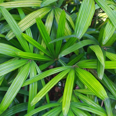 Rhapis excelsa,