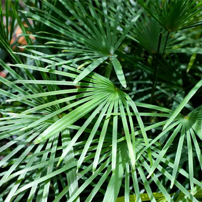 Rhapis humilis,