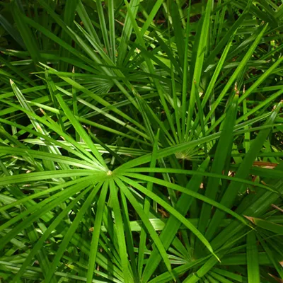 Rhapis subtilis,