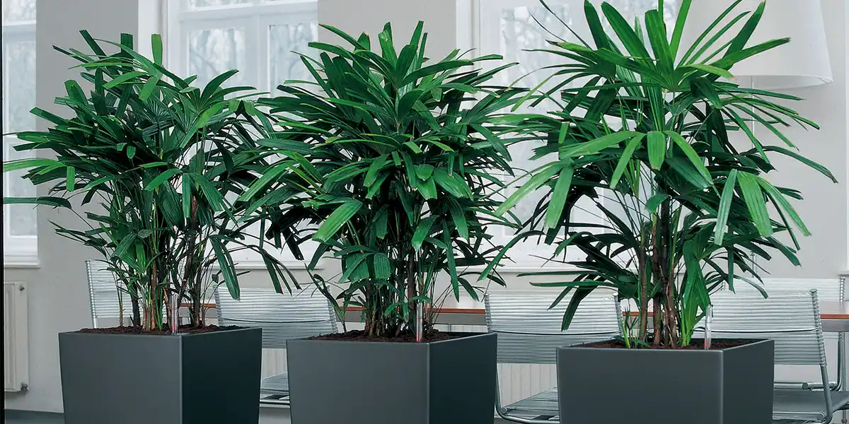 Rhapis excelsa palme,