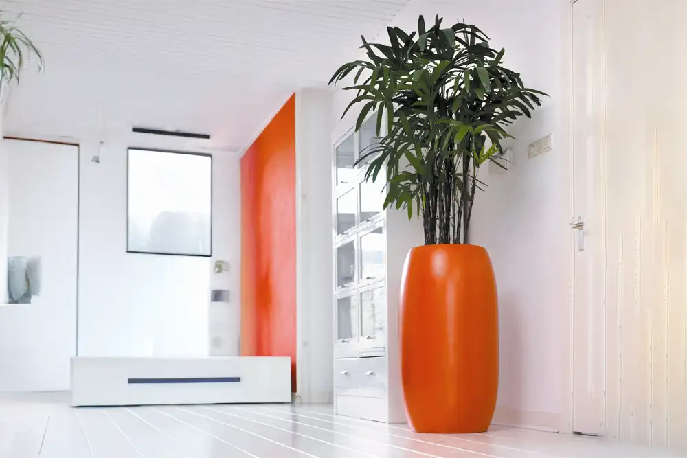Rhapis palme i orange potte,