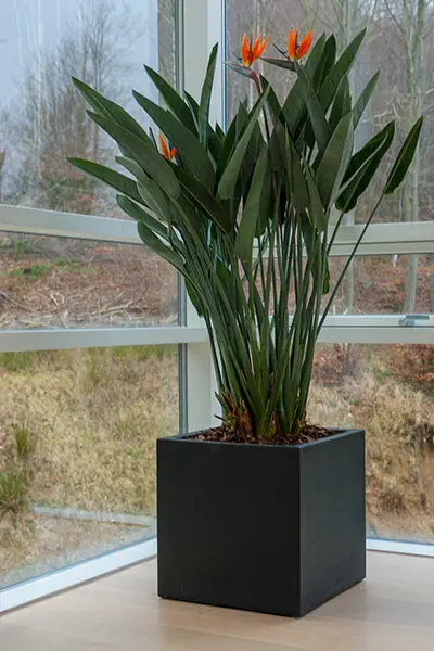 Strelitzia med blomster,