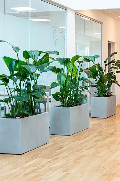Strelitzia,