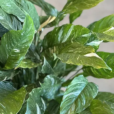 Spathiphyllum Domino Leaf,
