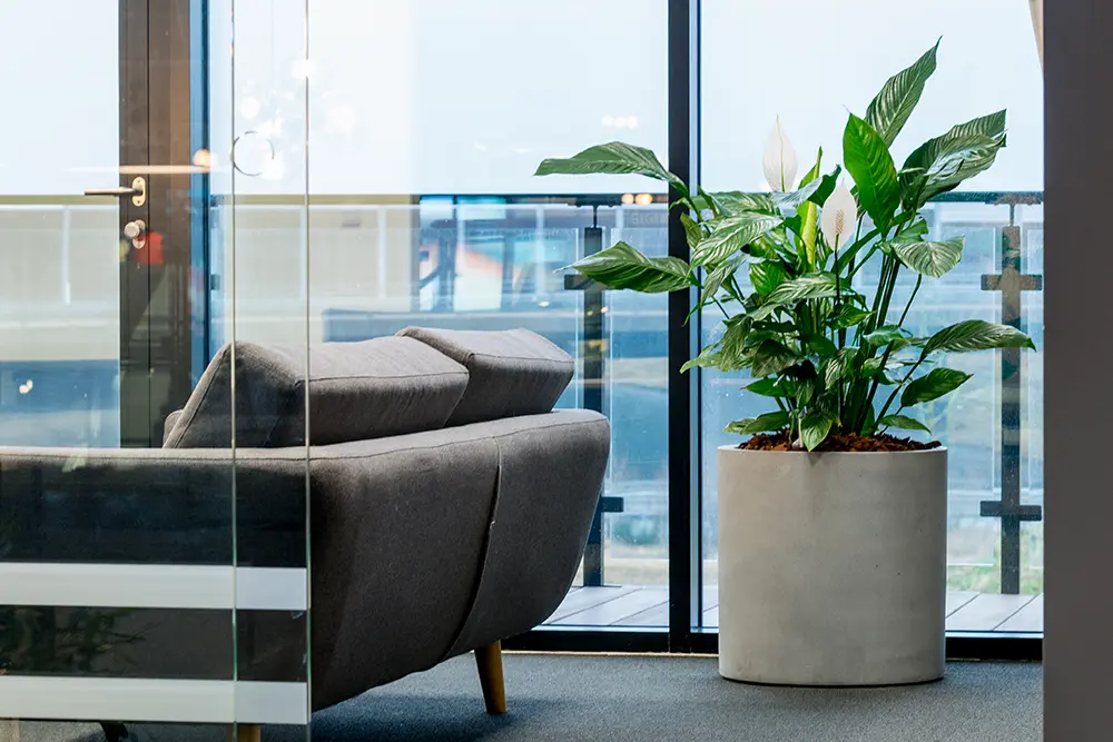 Spathiphyllum i mødelokale,