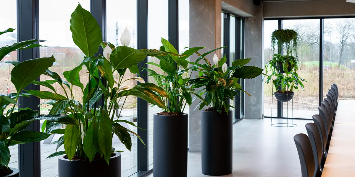 Kantine med store Spathiphyllum i sorte krukker,