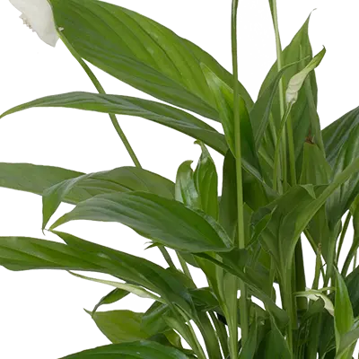 Spathiphyllum wallisii blade,