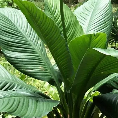 Spathiphyllum ‘Mauna Loa’ blade,
