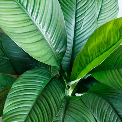 Spathiphyllum ‘Sensation’ blade,