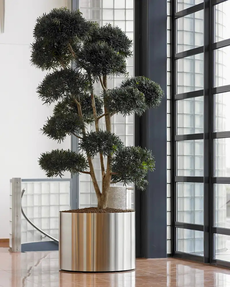 Podocarpus macrophyllus Maki Bonzai,