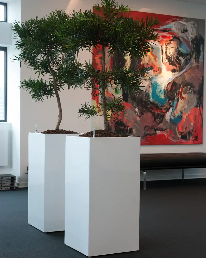 Podocarpus macrophyllus Maki i hvide krukker,