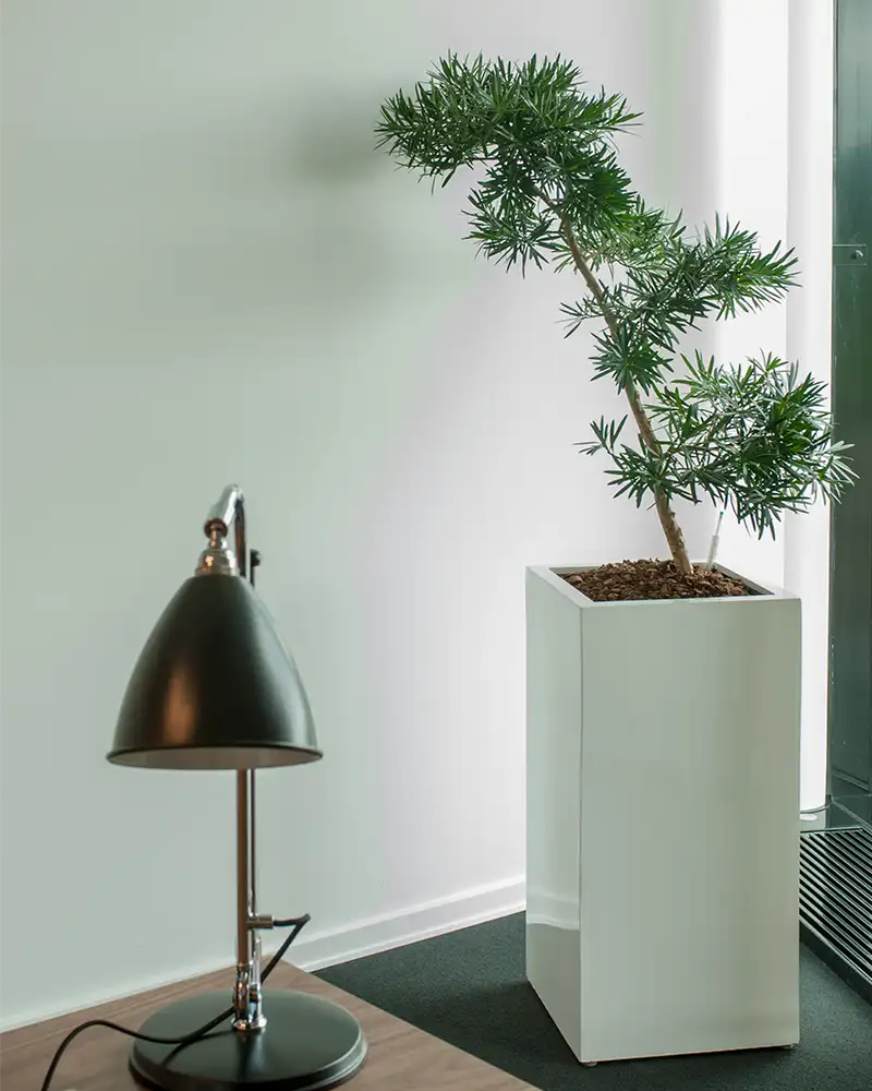 Podocarpus macrophyllus 'Maki',