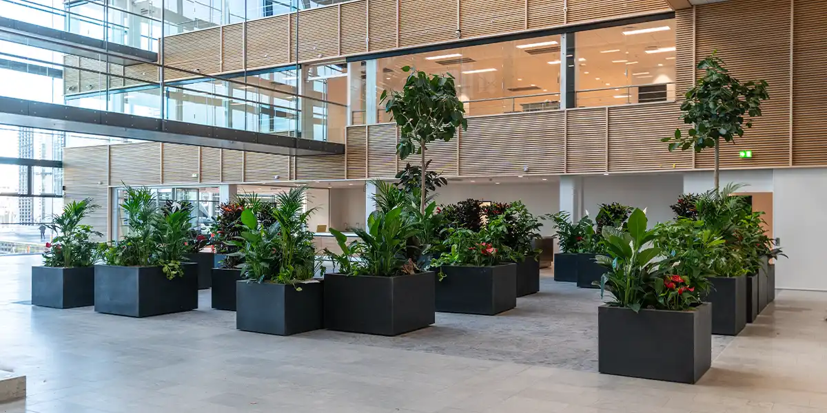Pasning af store grønne planter i København,